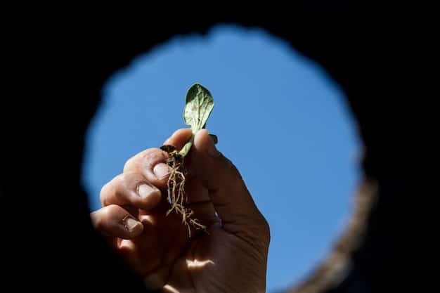 A close-up of hands planting a seedling in fertile soil, symbolizing growth, nurturing, and the connection between humans and nature.