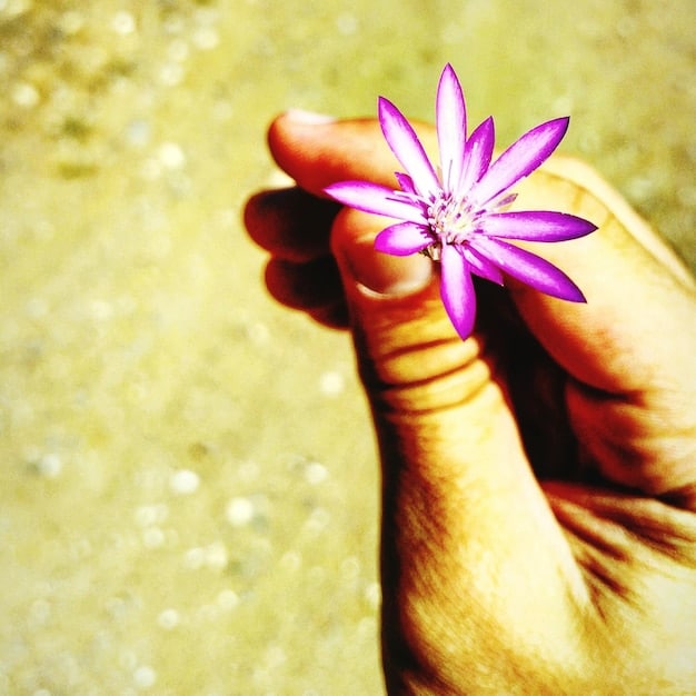 A close-up of hands gently holding a lotus flower, symbolizing purity, enlightenment, self-regeneration and rebirth, related to spiritual growth.