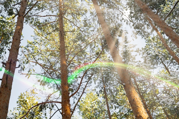 A lush forest scene with sunlight streaming through the trees, highlighting the vibrant green foliage. A narrow path winds through the forest, inviting exploration and offering a sense of solitude and peace.