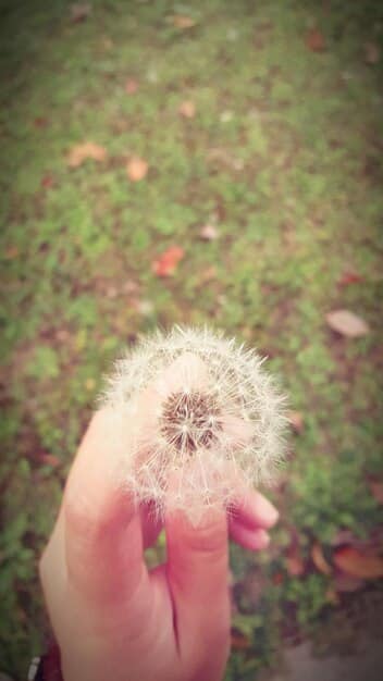 A close-up shot of hands gently releasing a handful of dandelion seeds into the wind. The focus is sharp, symbolizing the ease and naturalness of letting go.