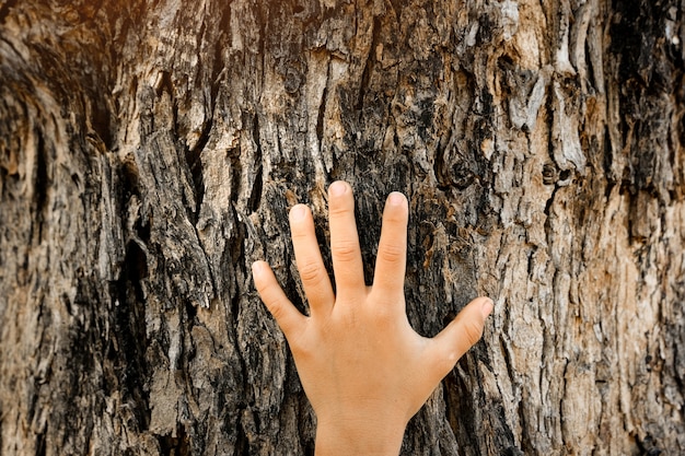A close-up of a person's hands gently touching the bark of a tree, emphasizing the tactile connection with nature. The background is blurred to highlight the texture of the bark.
