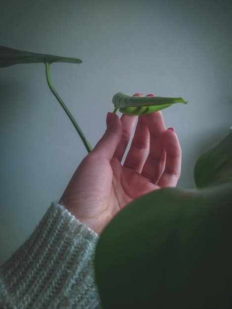A close-up shot of a person's hands gently touching a plant, with a soft, warm light illuminating the scene. The focus is on the textures and the feeling of connection with nature.