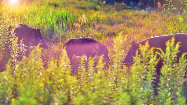 A serene image of a bull peacefully grazing in a lush green field, representing Taurus's connection to nature, stability, and appreciation for the finer things in life.