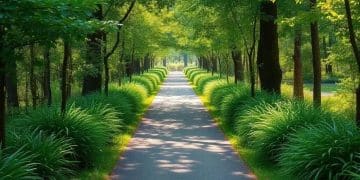 Mindful walking practices for daily calm and clarity